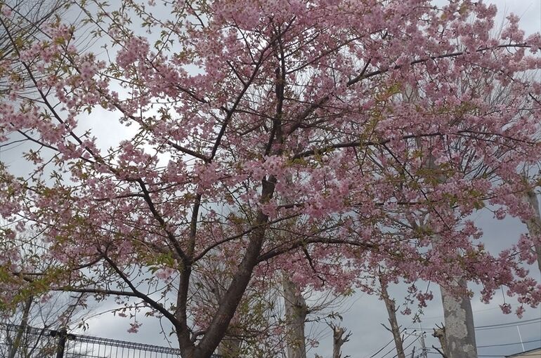 八雲神社の河津桜